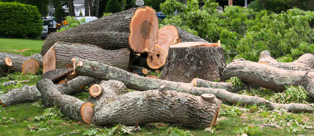 How Our Tree Care Process Works  in  South Creek, WA